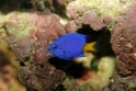 Chrysptera parasema (yellowtail blue damselfish), Aquarium